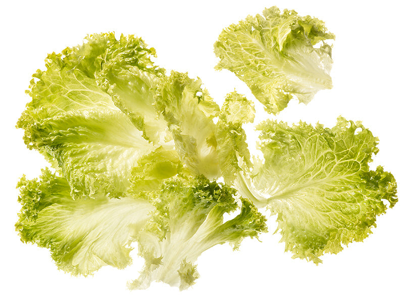 Lollo bionda ganze Blätter