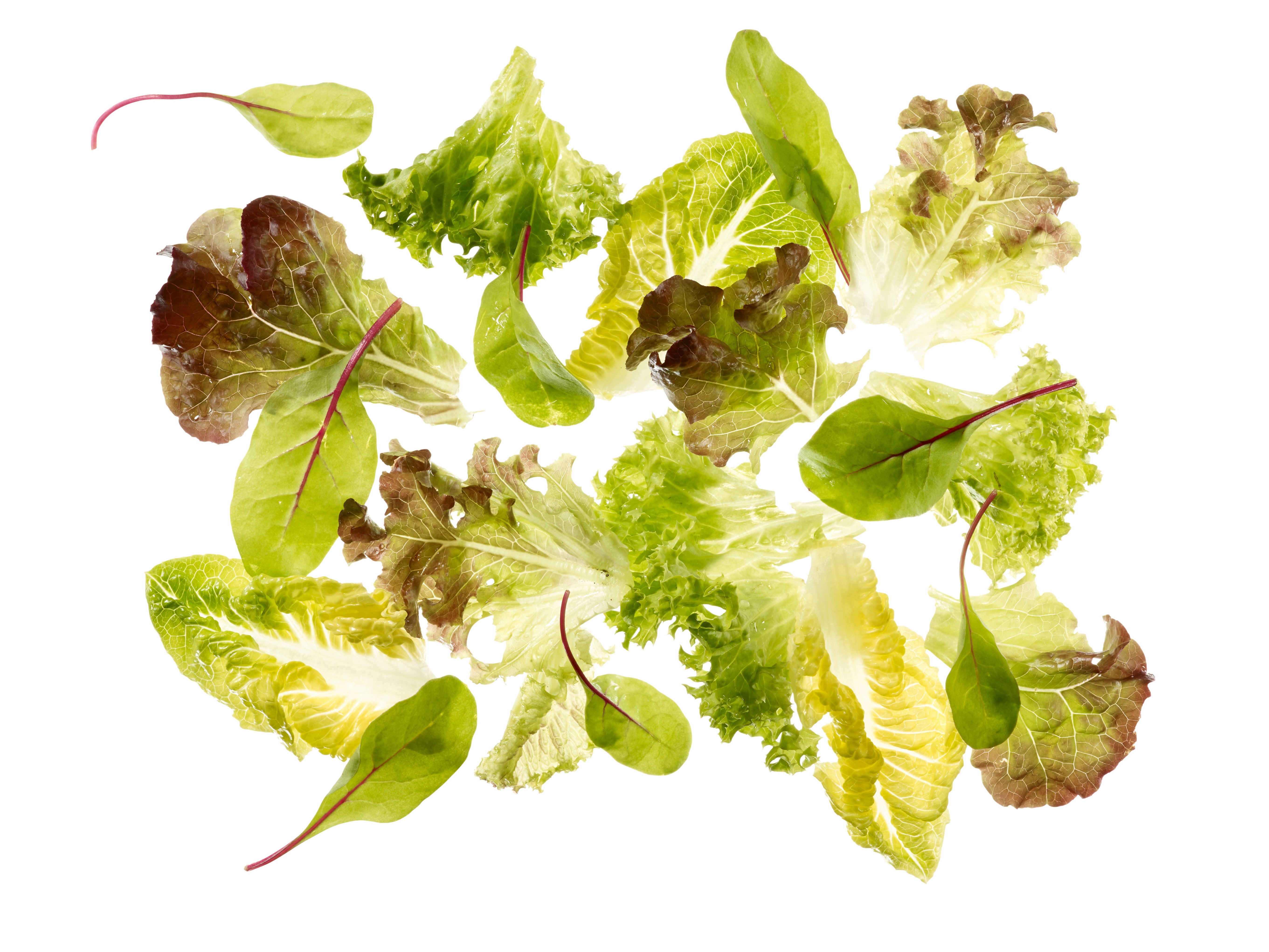 Mischsalat "Babyleaf"