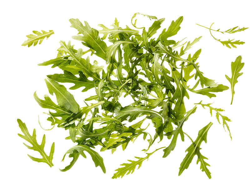 Rucola